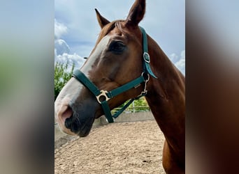 Hannoveriano, Caballo castrado, 11 años, 174 cm, Alazán-tostado