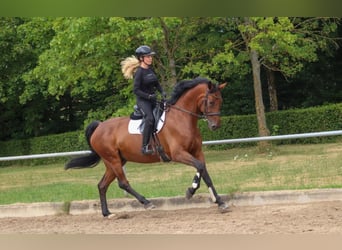 Hannoveriano, Caballo castrado, 11 años, 174 cm, Castaño