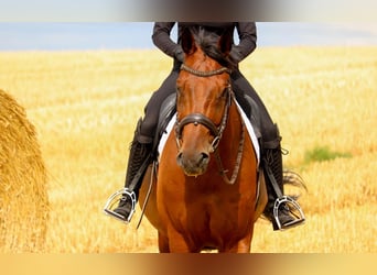 Hannoveriano, Caballo castrado, 11 años, 174 cm, Castaño