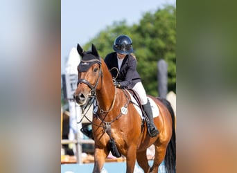 Hannoveriano, Caballo castrado, 11 años, 174 cm, Castaño