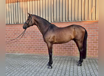 Hannoveriano, Caballo castrado, 11 años, 176 cm, Castaño