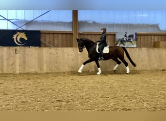 Hannoveriano, Caballo castrado, 11 años, 176 cm, Castaño oscuro