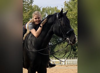 Hannoveriano, Caballo castrado, 11 años, 176 cm, Negro