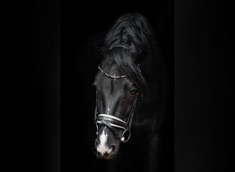 Hannoveriano, Caballo castrado, 11 años, 176 cm, Negro