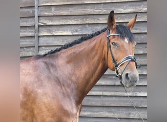 Hannoveriano, Caballo castrado, 11 años, 178 cm, Castaño