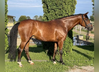 Hannoveriano, Caballo castrado, 11 años, 178 cm, Castaño