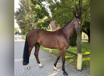 Hannoveriano, Caballo castrado, 11 años, 178 cm, Castaño