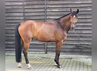 Hannoveriano, Caballo castrado, 11 años, 178 cm, Castaño