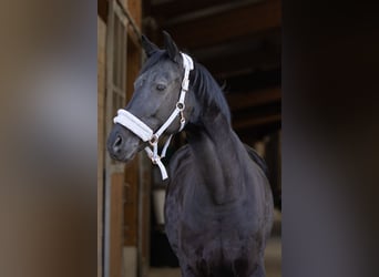 Hannoveriano, Caballo castrado, 11 años, 178 cm, Negro