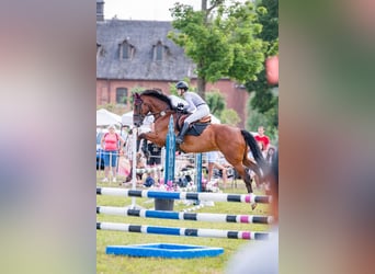 Hannoveriano, Caballo castrado, 11 años, 180 cm, Castaño rojizo