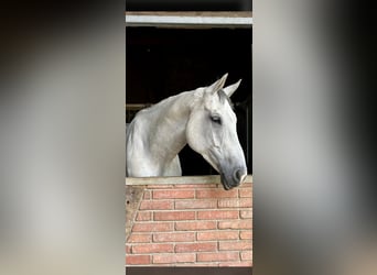 Hannoveriano, Caballo castrado, 11 años, 180 cm, Tordo