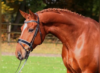 Hannoveriano, Caballo castrado, 11 años, 182 cm, Alazán