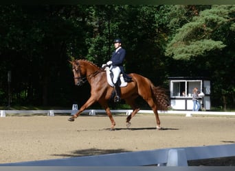 Hannoveriano, Caballo castrado, 11 años, 182 cm, Alazán