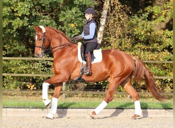 Hannoveriano, Caballo castrado, 11 años, 182 cm, Alazán