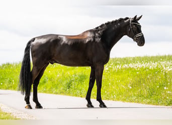 Hannoveriano, Caballo castrado, 11 años, 182 cm, Negro