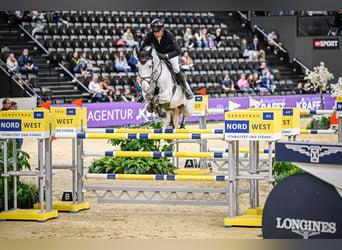 Hannoveriano, Caballo castrado, 11 años, Tordo