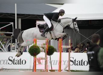 Hannoveriano, Caballo castrado, 11 años, Tordo