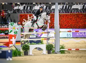 Hannoveriano, Caballo castrado, 11 años, Tordo