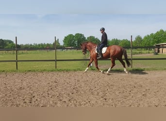 Hannoveriano, Caballo castrado, 12 años, 165 cm, Alazán