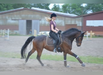 Hannoveriano, Caballo castrado, 12 años, 165 cm, Castaño