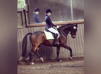 Hannoveriano, Caballo castrado, 12 años, 165 cm, Castaño