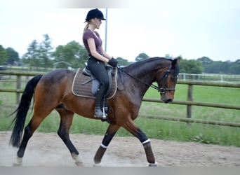 Hannoveriano, Caballo castrado, 12 años, 165 cm, Castaño