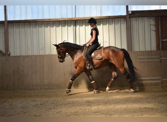 Hannoveriano, Caballo castrado, 12 años, 165 cm, Castaño