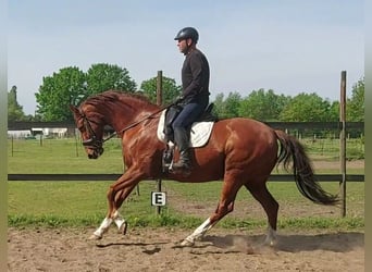 Hannoveriano, Caballo castrado, 12 años, 166 cm, Alazán