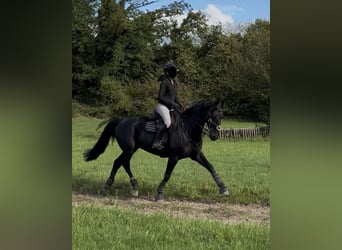 Hannoveriano, Caballo castrado, 12 años, 166 cm, Morcillo