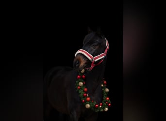 Hannoveriano, Caballo castrado, 12 años, 166 cm, Negro