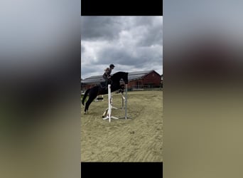 Hannoveriano, Caballo castrado, 12 años, 166 cm, Negro