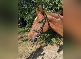 Hannoveriano, Caballo castrado, 12 años, 167 cm, Alazán