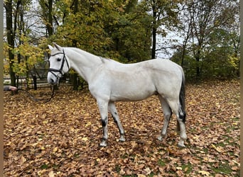 Hannoveriano, Caballo castrado, 12 años, 167 cm, Tordo