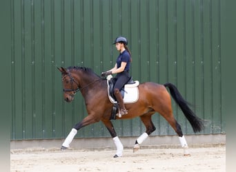 Hannoveriano, Caballo castrado, 12 años, 169 cm, Castaño