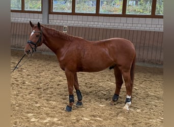 Hannoveriano, Caballo castrado, 12 años, 170 cm, Alazán