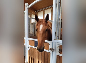 Hannoveriano, Caballo castrado, 12 años, 170 cm, Alazán