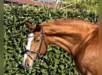 Hannoveriano, Caballo castrado, 12 años, 170 cm, Alazán