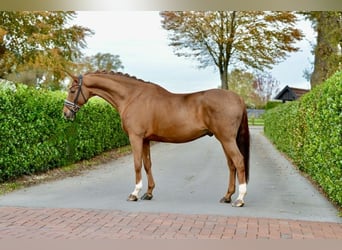 Hannoveriano, Caballo castrado, 12 años, 170 cm, Alazán