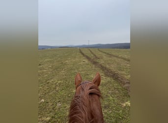 Hannoveriano, Caballo castrado, 12 años, 170 cm, Alazán