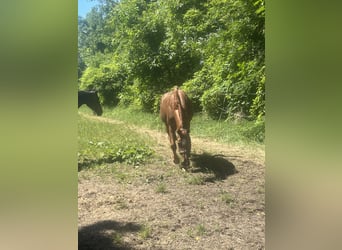 Hannoveriano, Caballo castrado, 12 años, 170 cm, Alazán