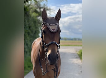 Hannoveriano, Caballo castrado, 12 años, 170 cm