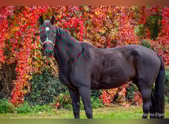 Hannoveriano, Caballo castrado, 12 años, 170 cm, Morcillo