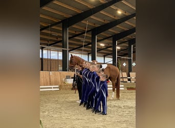 Hannoveriano, Caballo castrado, 12 años, 172 cm, Alazán