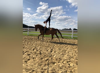 Hannoveriano, Caballo castrado, 12 años, 172 cm, Alazán