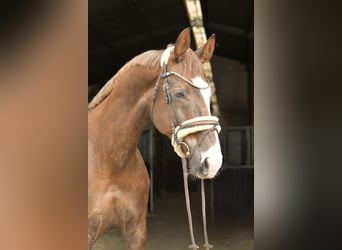 Hannoveriano, Caballo castrado, 12 años, 174 cm, Alazán-tostado