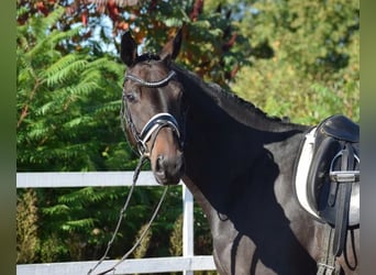 Hannoveriano, Caballo castrado, 12 años, 174 cm, Castaño oscuro