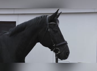 Hannoveriano, Caballo castrado, 12 años, 174 cm, Negro