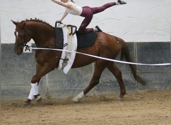 Hannoveriano, Caballo castrado, 12 años, 175 cm