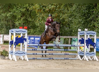 Hannoveriano, Caballo castrado, 12 años, 175 cm, Castaño oscuro