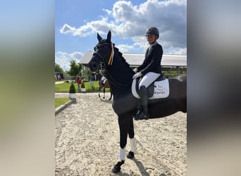 Hannoveriano, Caballo castrado, 12 años, 175 cm, Negro